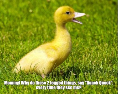 duckling.jpg