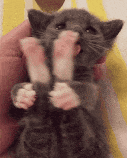 lickingpaws.gif