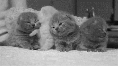 raw.gif
