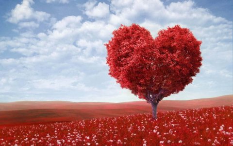 red-tree-t1dkijlxta3q8ud8.jpg
