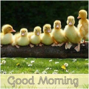 good morning.jpg