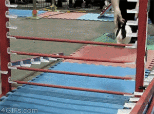 giphy (1).gif