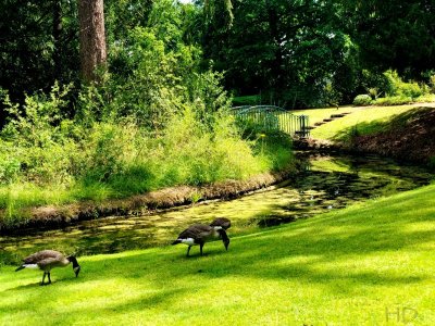 geese 2 audley HD.jpeg
