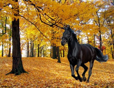 horse.jpeg