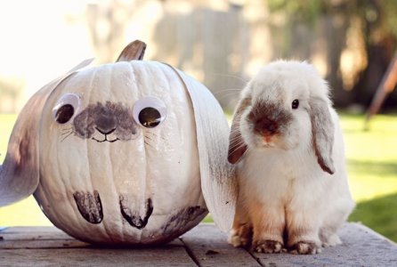 bunny-pumpkin.jpg
