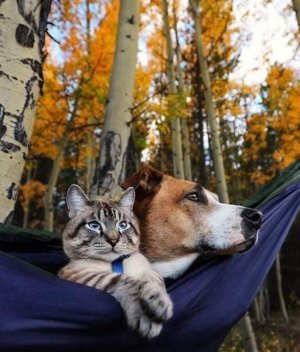 cat dog hug.jpg