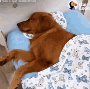 tenor (2).gif