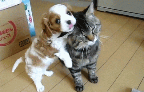 R.gif