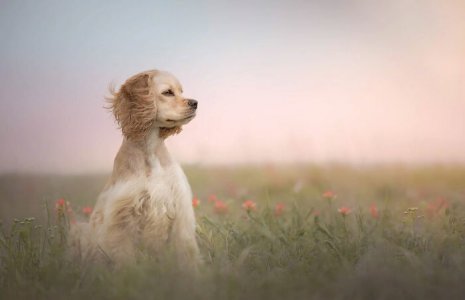 Announced-2024-Dog-Photography-Awards-672e18aa4f693__700.jpg