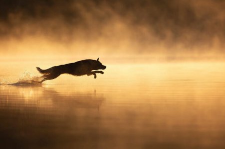 Announced-2024-Dog-Photography-Awards-672e18ce09c58__700.jpg