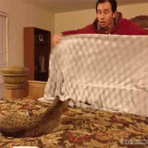 TrickTheCat.gif