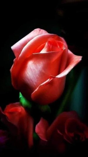 rosebud flower a day.jpg rosebud flower a day.jpg