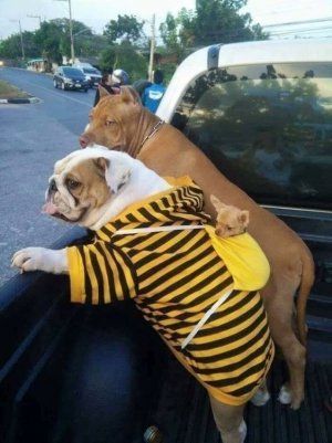 animal.jpg