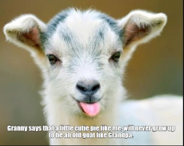 goat2.jpg