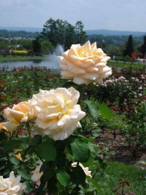flower a day 0.jpg