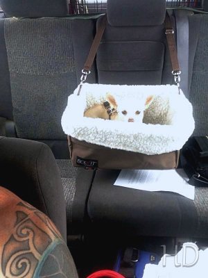 pixie-car seat HD.jpeg