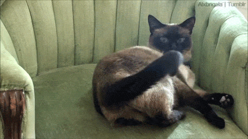 R.gif