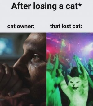 after-losing-cat-cat-owner-lost-cat.jpg
