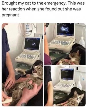 brought-my-cat-emergency-this-her-reaction-she-found-out-she-pregnant.jpg