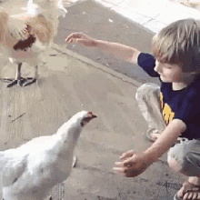 chickenhug.gif