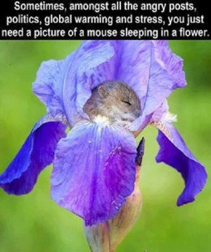 mouse.jpg