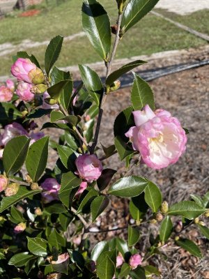IMG_1648.jpeg