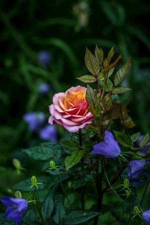 rose and prp flower a day.jpg