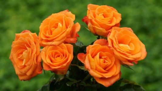 orange-roses-picture-1.jpg
