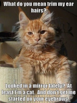 cat1.jpg