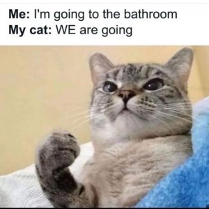 going-bathroom-my-cat-are-going.jpg