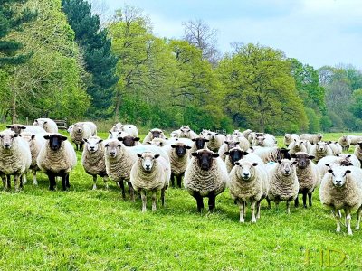 sheep PHP HD.jpg