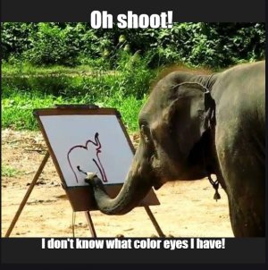 elephant.jpg