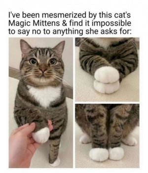 been-mesmerized-by-this-cats-magic-mittens-find-impossible-say-no-anything-she-asks.jpg