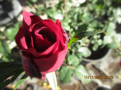 IMG_6125.JPG