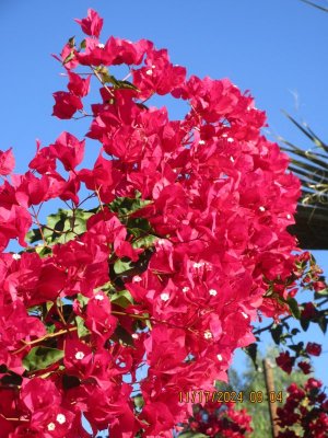IMG_6100.JPG