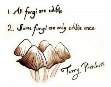 fungi.jpg