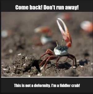 crab2.jpg