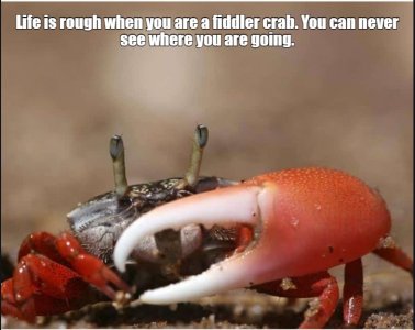 crab.jpg