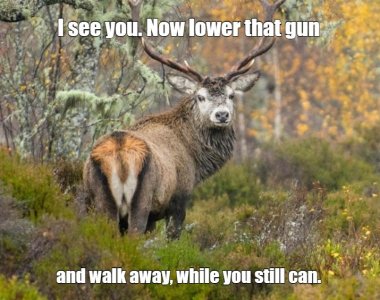 deer.jpg