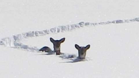 SnowDeer.jpg