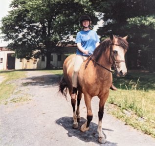 Mischief WelshCob.jpg
