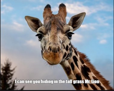 giraffe.jpg