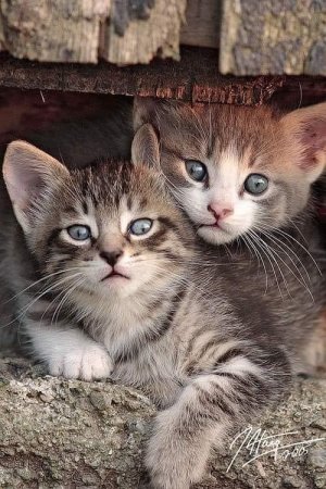 cat hugs tabby.jpg