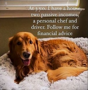 Dog financial wizzard.jpg
