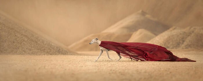 Announced-2024-Dog-Photography-Awards-672e18e0ad8ca__700.jpg