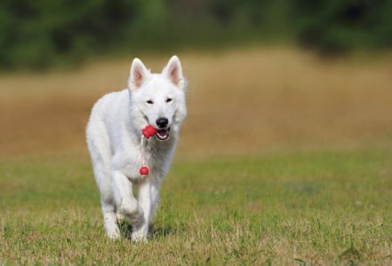 white dog.jpg