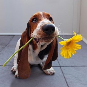 STORY TAKEOVER! Dean is a 3 year old Basset Hound….jpg