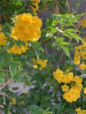 IMG_1489.jpeg