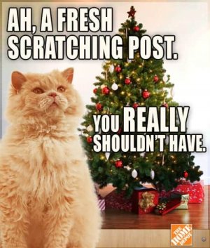scratching-tree.jpeg