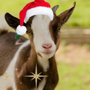 Copy-of-Festive-Greetings-from-all-at-Bath-City-Farm-Instagram-Post-1024x1024.jpg